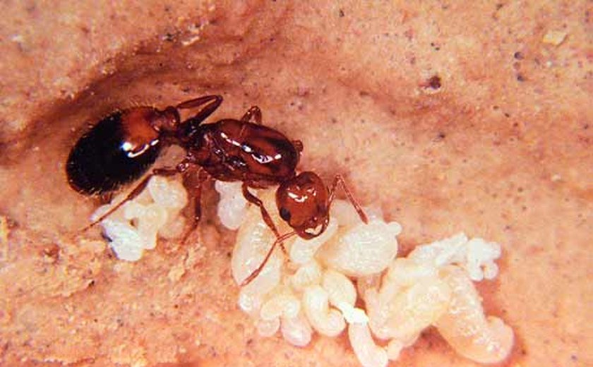 Praga em Nova York: espécie de formiga se espalhou pela cidade e pode causar danos ecológicos; entenda