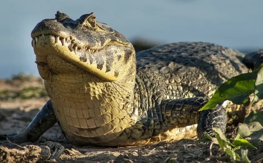 Jacaré-de-papo-amarelo é resgatado em tanque de empresa em MG