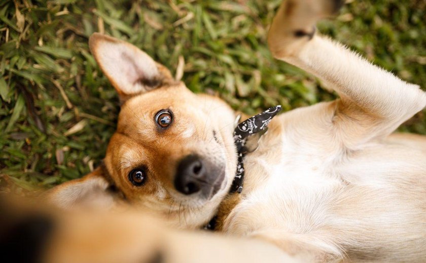 Prefeitura de Maceió realiza Feira de Adoção Animal, neste sábado(31)