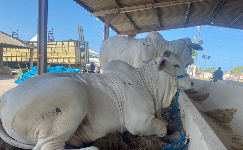 Expoagro/AL já reúne animais no Parque da Pecuária, em Maceió/AL