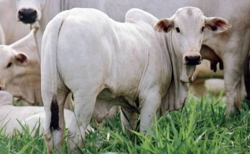 Governo do Estado vai elaborar modelo de abate regular de animais