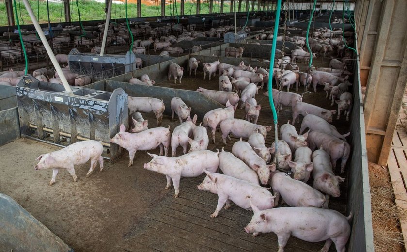 Cientistas cultivam 'rins humanos' em porcos com sucesso pela primeira vez; entenda