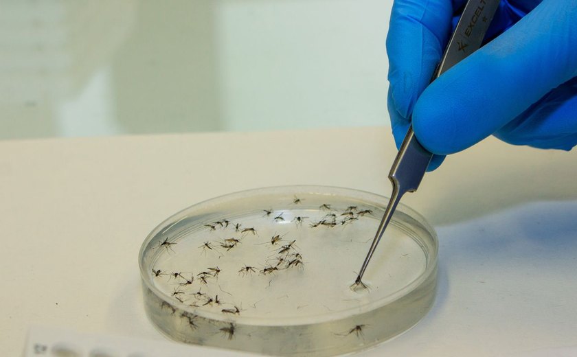13 Estados relatam casos da febre oropouche