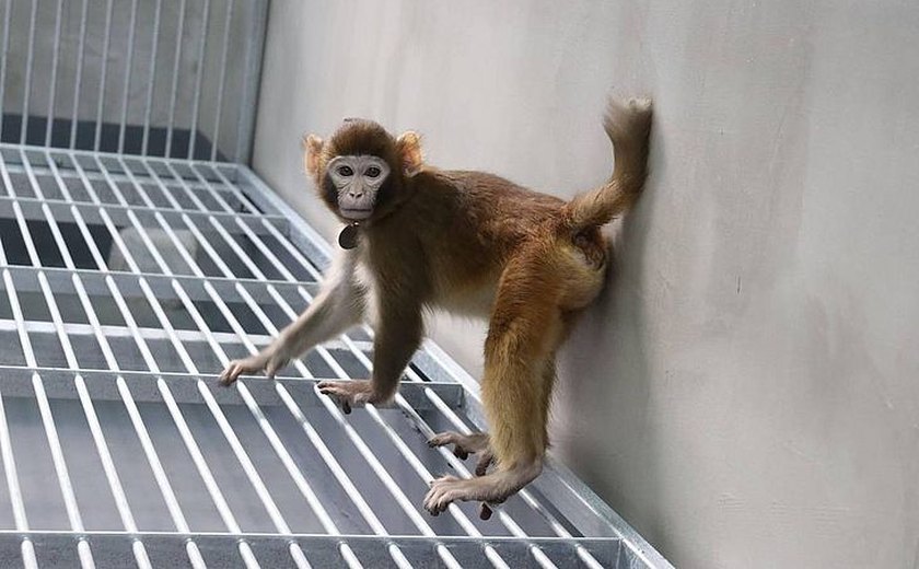 Clonagem bem-sucedida: pesquisadores chineses utilizam procedimento inovador em macacos-resos