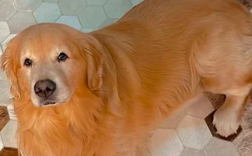 MPor e Anac criam comissão para alterar regras do transporte aéreo de pets em 30 dias