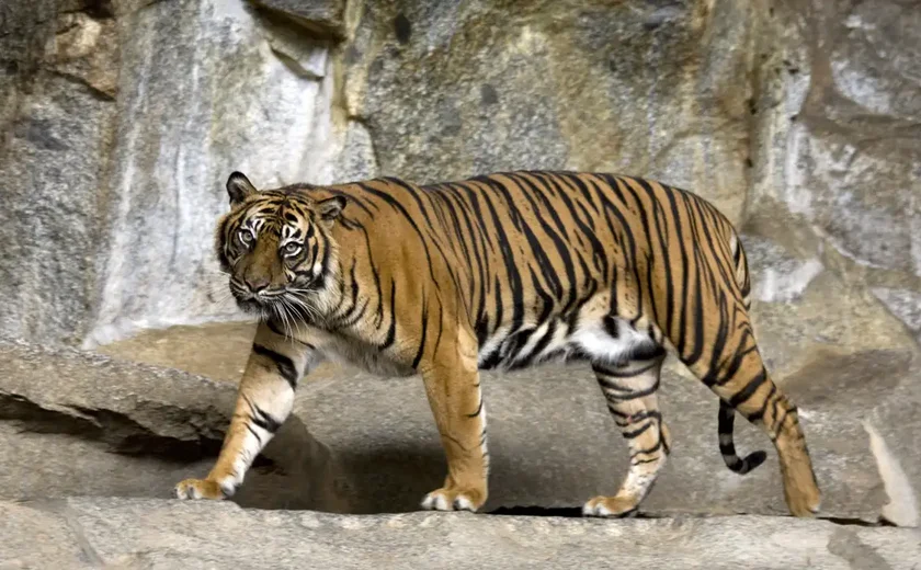 Zoológico alemão sacrifica três filhotes de tigre abandonados pela mãe