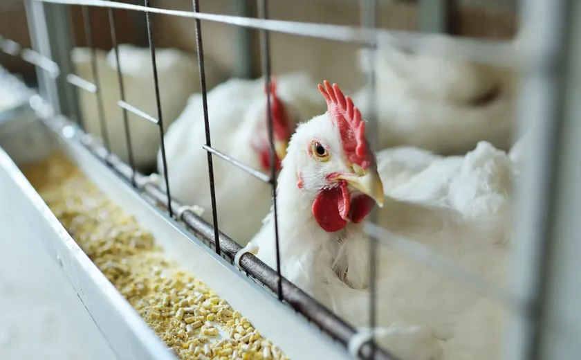 Newcastle: suspensão preventiva de exportação de frango diminui para 42 mercados