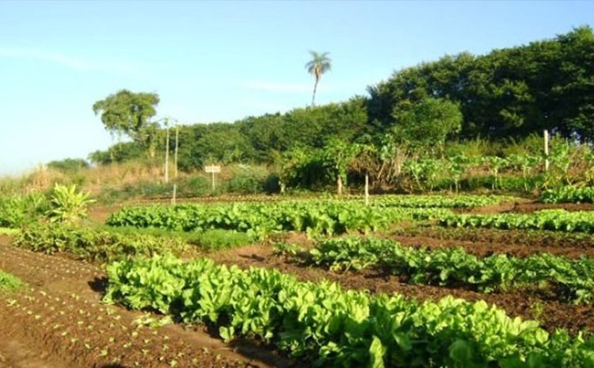 Produtores participam de inauguração de feira de agricultura em São Sebastião