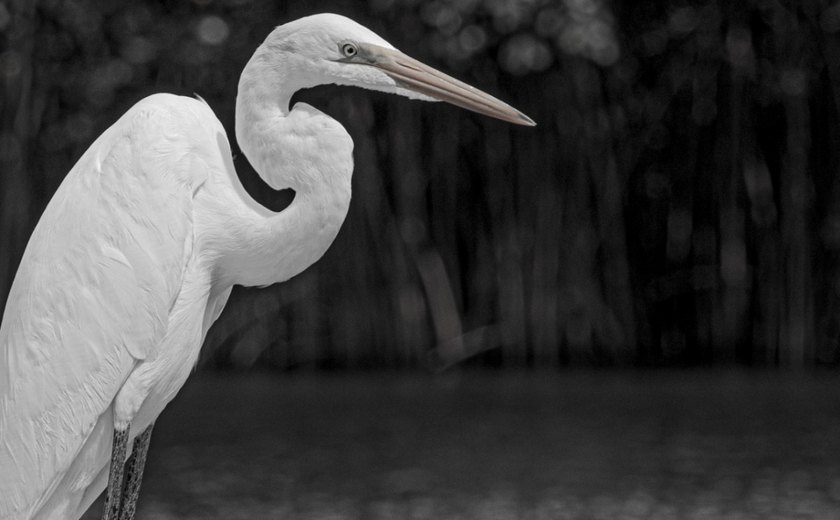 Em Marechal Deodoro (AL), mostra fotográfica apresenta diversidade socioambiental brasileira