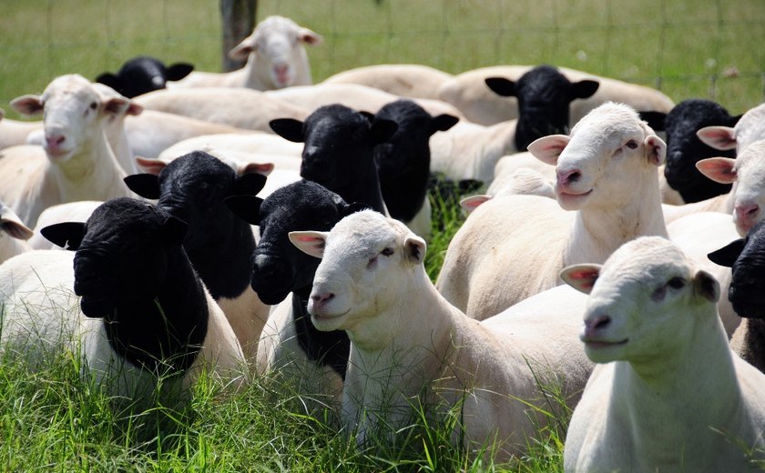 Financiamento de retenção de matrizes apoia criadores de caprinos e ovinos﻿