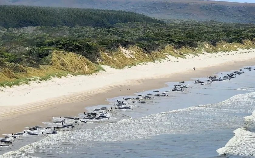 Autoridades encontram 230 baleias encalhadas na Austrália e temem morte delas