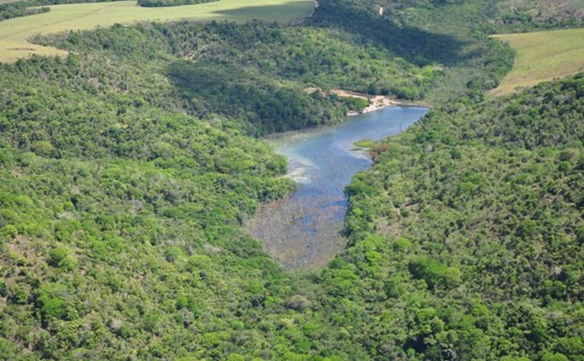 Governo vai incentivar reflorestamento de áreas degradadas no Estado