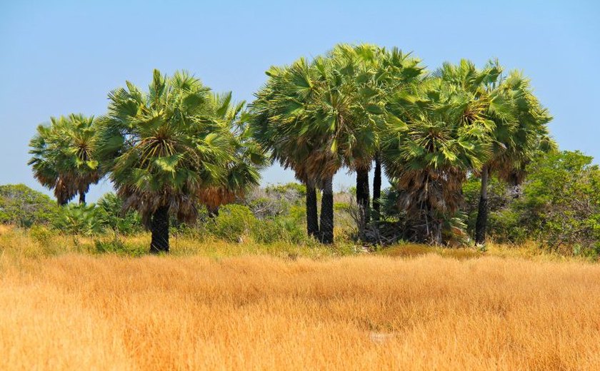 Comissão debate a importação de fungo combater planta invasora da Caatinga