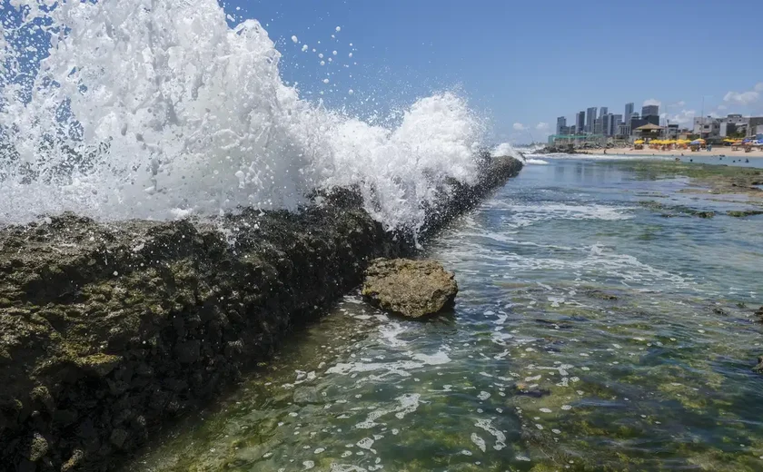 Do sistema imunológico à digestão: os benefícios para a saúde de 7 tipos de alga marinha
