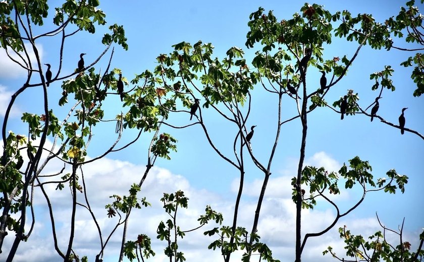 Ribeirinhos e MPF contestam licença ambiental de hidrovia do novo PAC no Pará