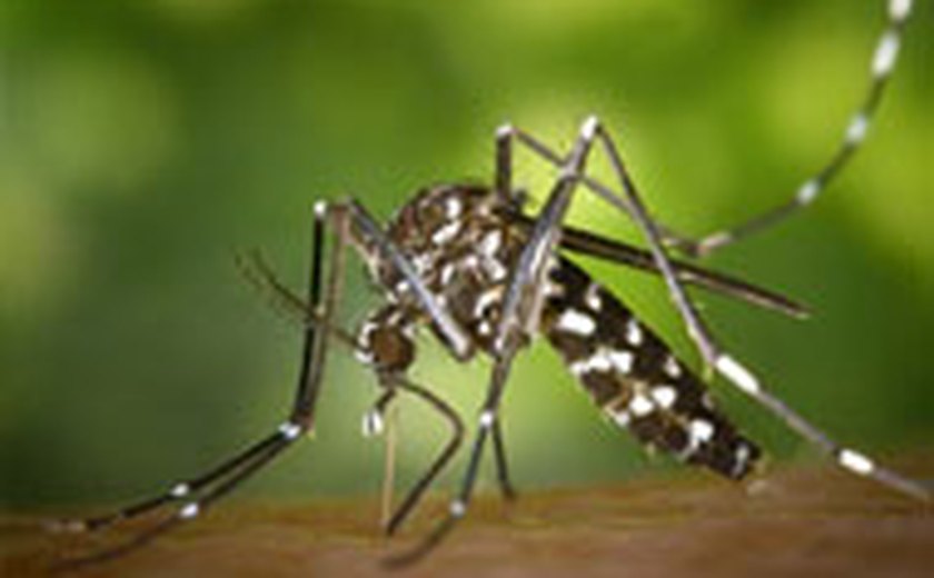 Pesquisa com mosquitos visa reduzir transmissão da dengue