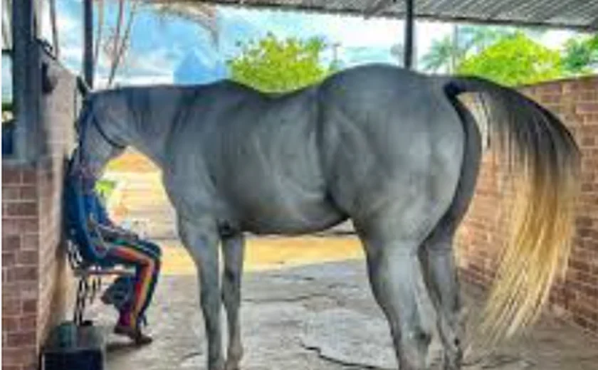 Chega a dez o número de cavalos mortos em Manaus