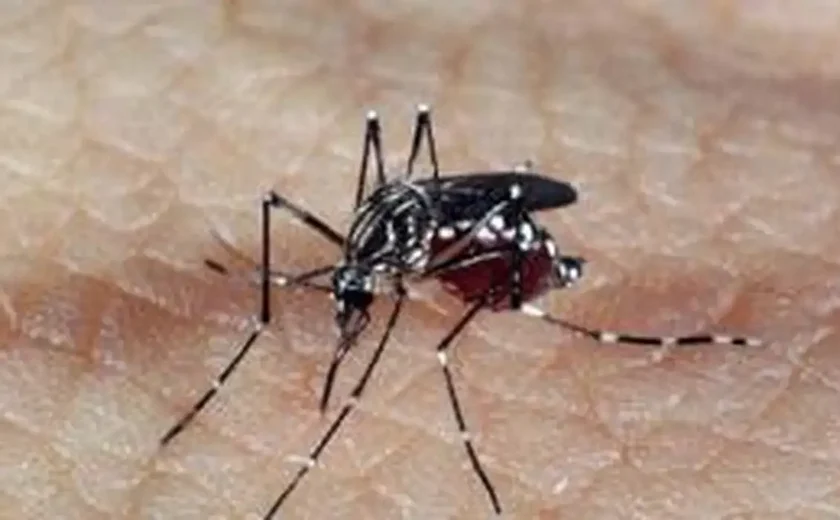 Famosos são vítimas da dengue em meio a aumento de 252% dos casos: 'Não brinquem com essa doença'