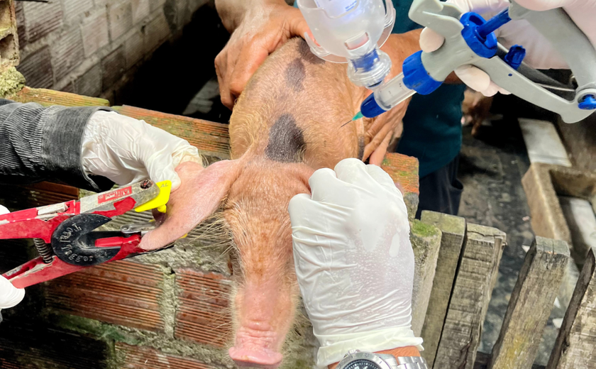 Vacinação contra a Peste Suína Clássica é prorrogada até dia 31 de dezembro