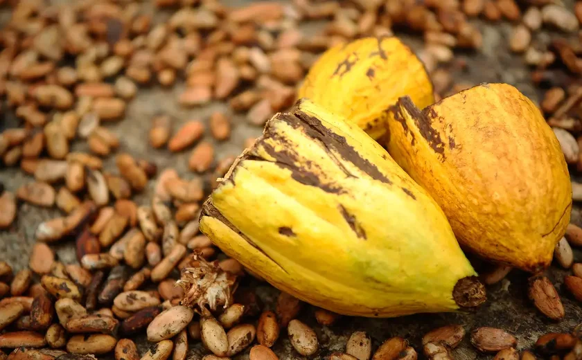 Cacau produzido no Pará recebe prêmio internacional de excelência