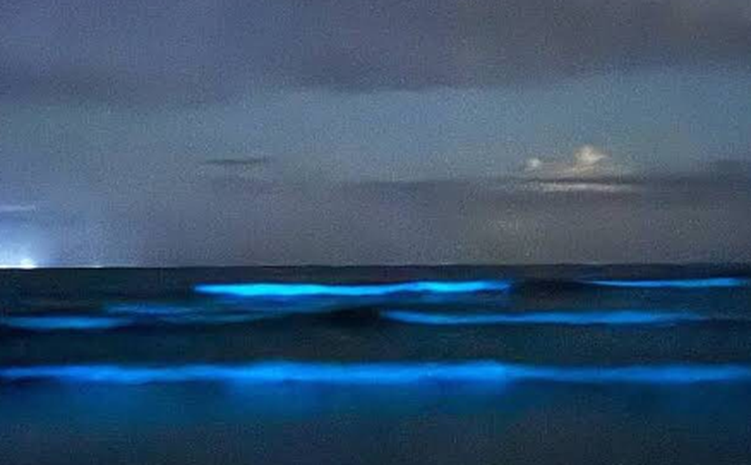 Mar neon? Entenda fenômeno que ocorreu em Santa Catarina