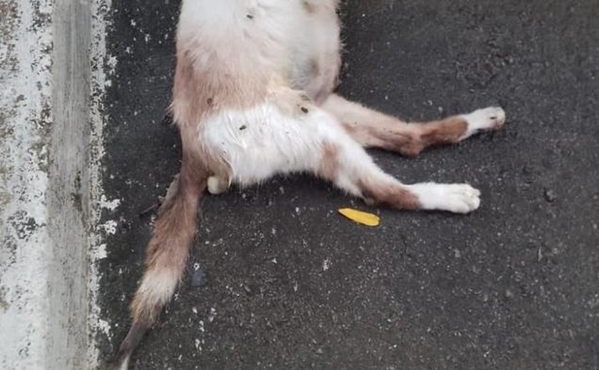 Moradores denunciam morte de animais em condomínio em Maceió