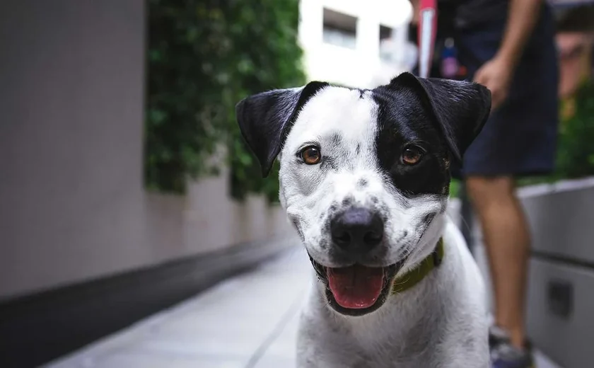 Prefeitura de Kosovo propõe bônus de 50 euros por mês para quem adotar cachorros de rua