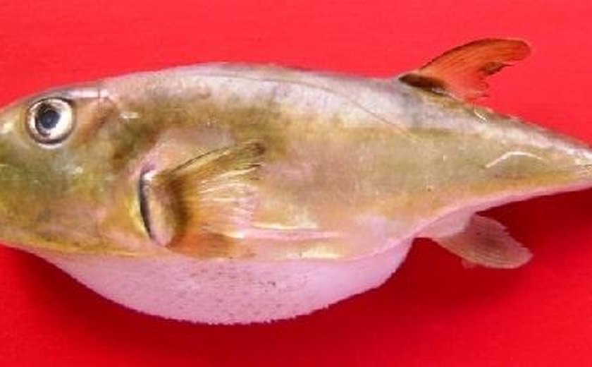Homem morre após comer baiacu recebido de amigo