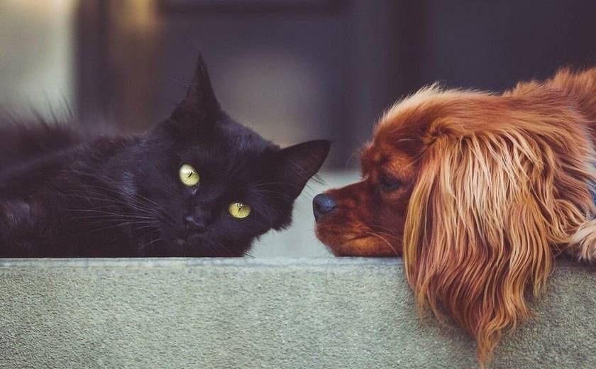 Arapiraca inicia vacinação antirrábica para cães e gatos a partir desta quarta-feira (20)