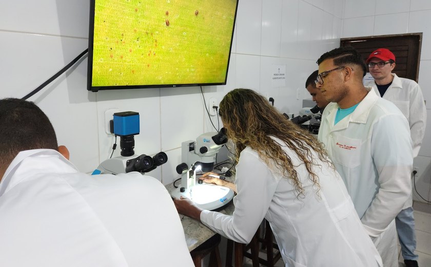 Estudo pioneiro em Alagoas busca controle biológico do ácaro vermelho das palmeiras