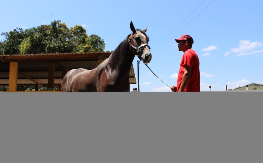 7º Alagoas Quarter Horse vai valorizar produção alagoana