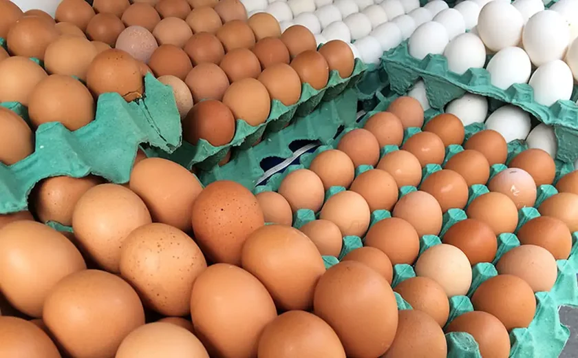 SC proíbe entrada de aves vivas e ovos férteis oriundos de 12 municípios gaúchos