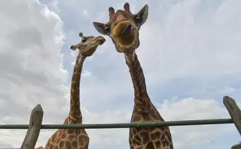 Público poderá escolher nome de bebê girafa ameaçado de extinção nascida no zoo de SP