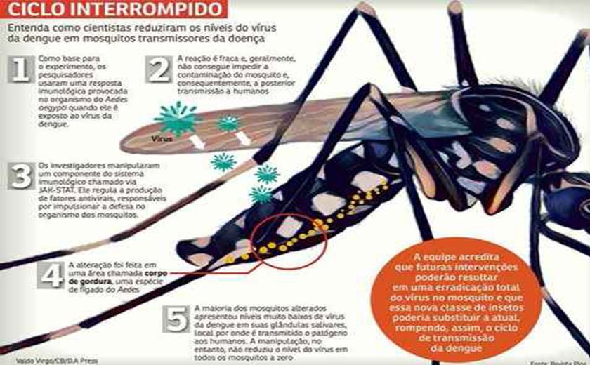 Pesquisadores criam mosquito mais resistente que mosquito da dengue