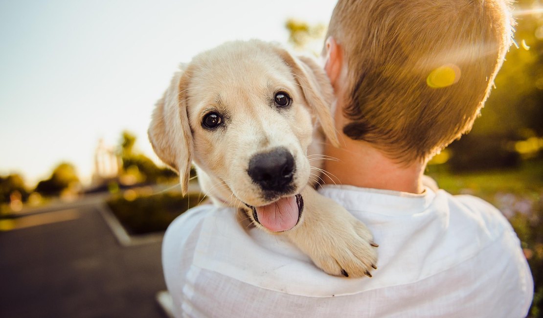 Caminhadas e corridas com cães exigem cuidados e preparação