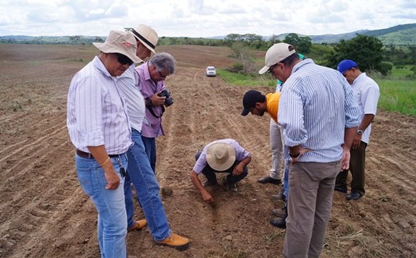 Governo do Estado incentiva produtores de milho em Alagoas