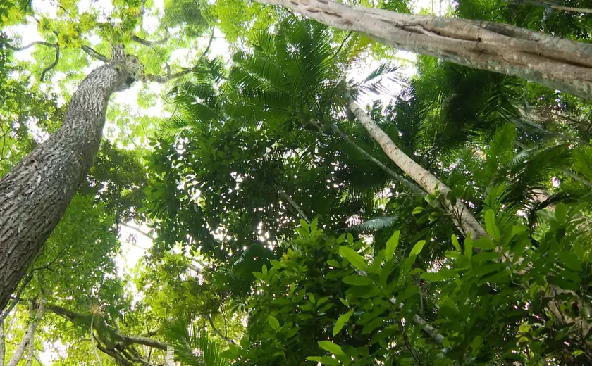 Como garantir a biodiversidade em projetos de reflorestamento?