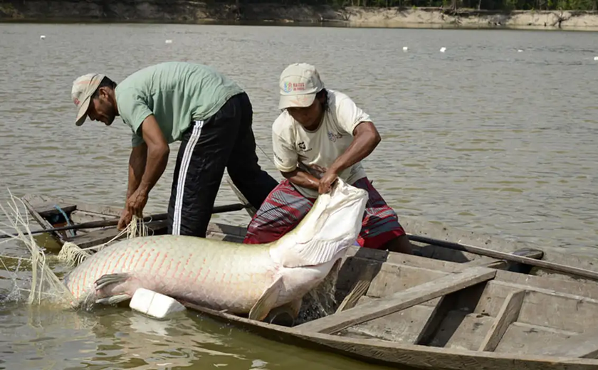 Peixe gigante da Amazônia invade rios e leva perigo a SP e mais regiões; saiba onde