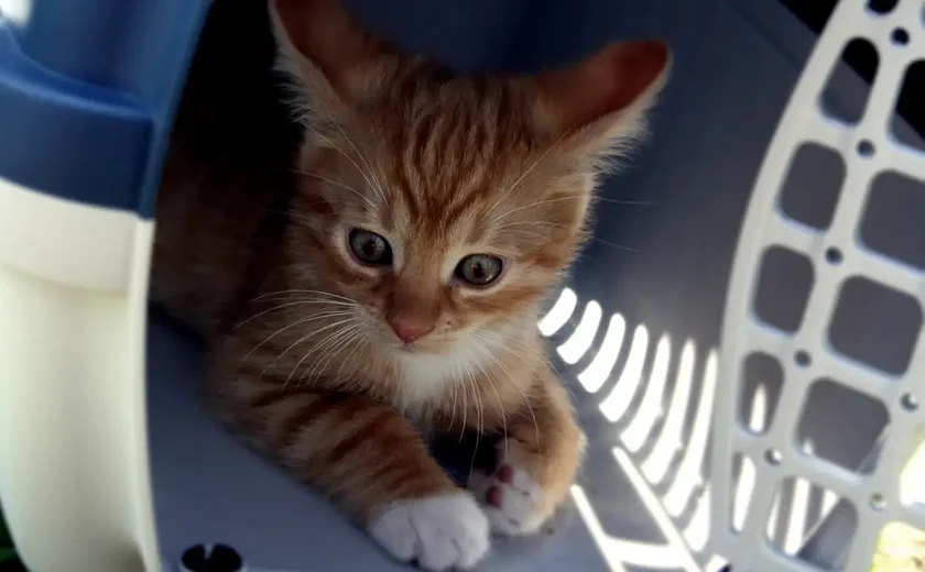 Entenda como os gatos expressam o luto pela perda de outro pet da casa