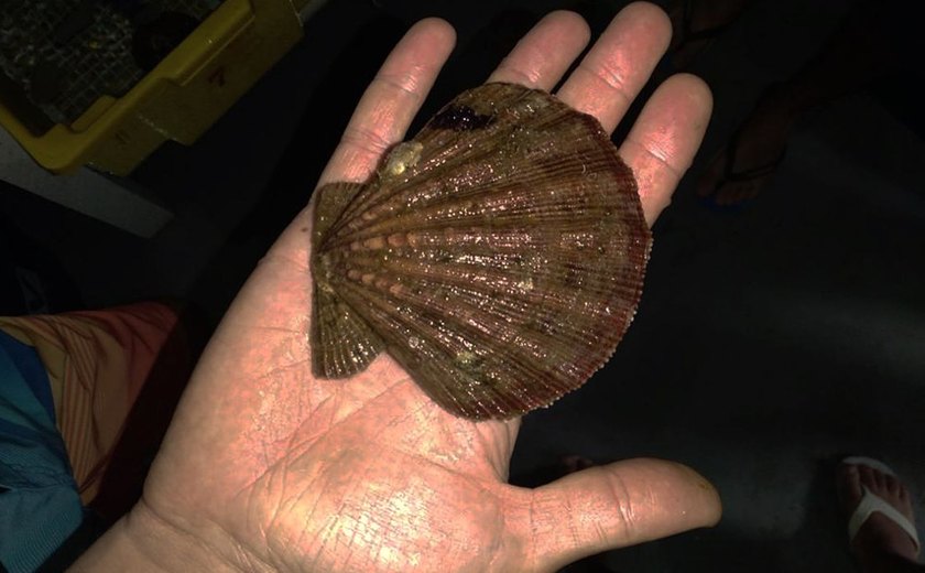 Molusco que gera a concha do mar tem diagnóstico de leucemia transmissível; entenda