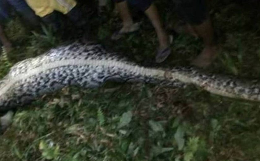 Como corpo de homem foi encontrado dentro de cobra de 7 metros na Indonésia