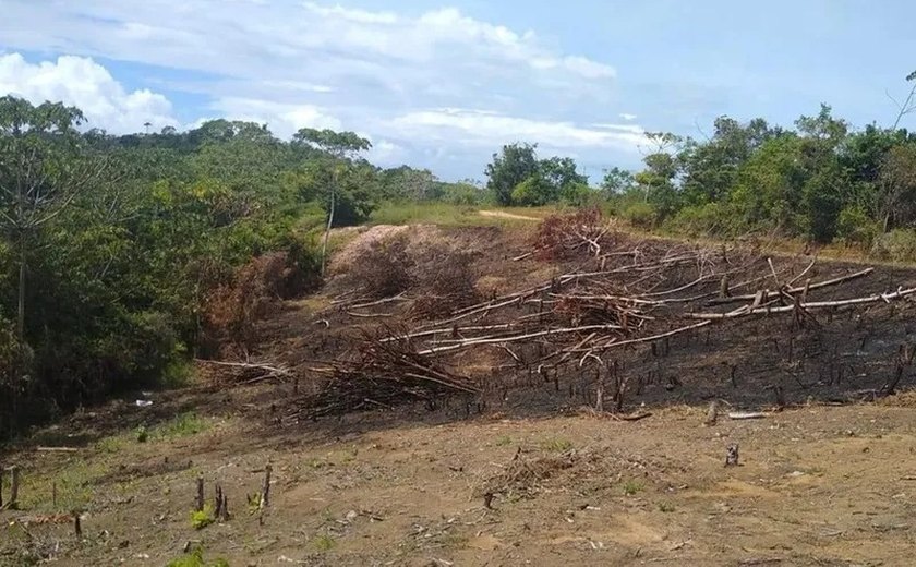 Polícia Ambiental de Alagoas realiza combate ao desmatamento e ao tráfico de animais silvestres