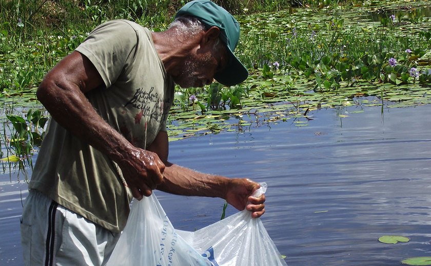 Peixamento da Codevasf reforça policultivo de peixes e culturas agrícolas no Baixo São Francisco alagoano