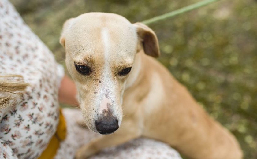 Gabinete da Causa Animal reforça a importância da vacinação para os pets