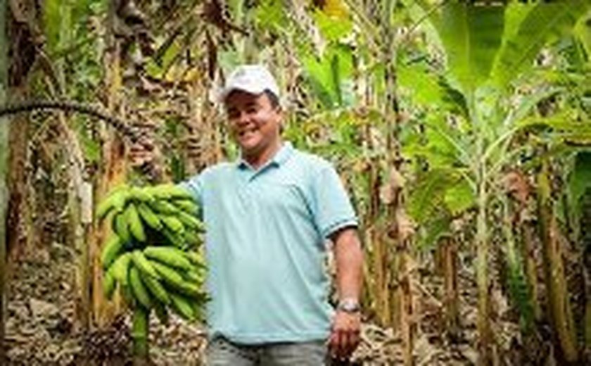 Cultivo de banana ganha força na cidade de União dos Palmares