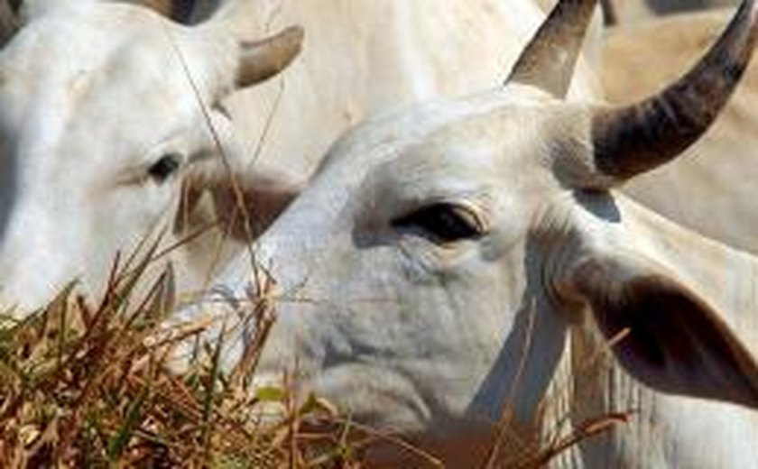 Governo de Alagoas fará distribuição de sêmen para gado leiteiro