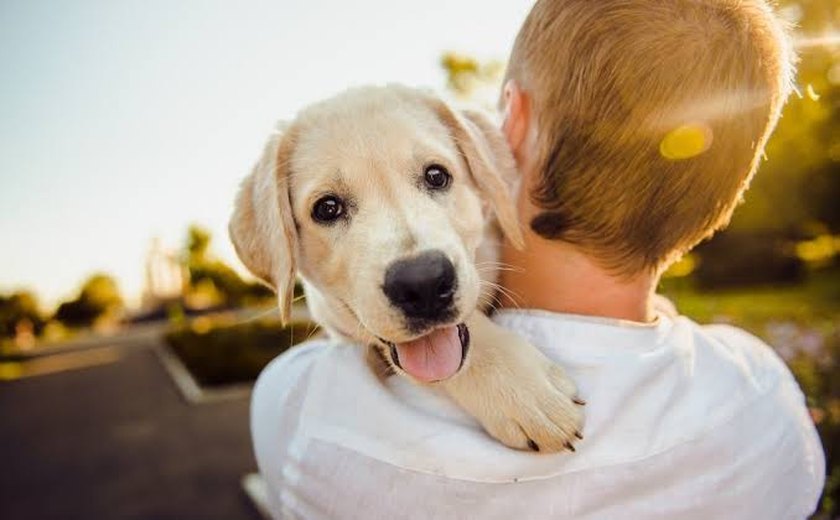 Saiba 10 dicas para melhorar a saúde mental do seu cachorro