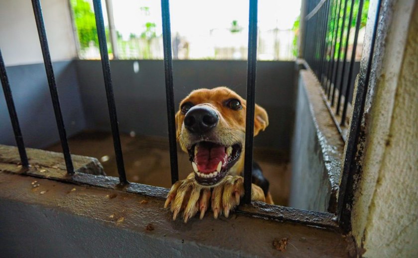 Com quase 2 mil castrações, Meu Amigo PET inicia mutirão voltado a tutores de baixa renda nos bairros de Arapiraca