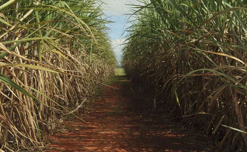 Produção de cana pode cair 20% com mudanças climáticas, diz estudo