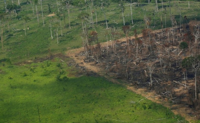 Para conter desmatamento recorde no Cerrado, governo quer novas áreas de conservação